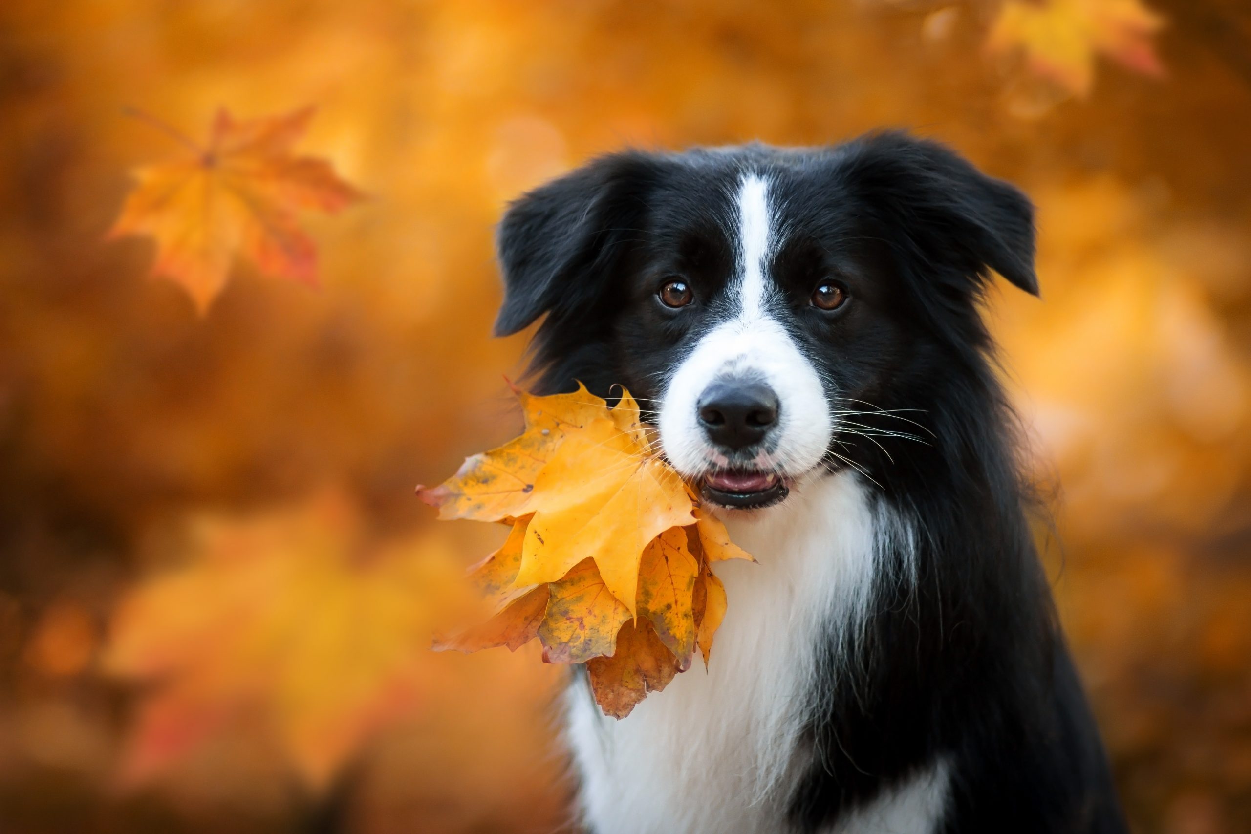 HERR VON BARF Header Herbst