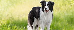 BARF-Plan für gesunde erwachsene Hunde