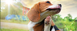 BARF-Plan für Hunde mit Allergien oder Unverträglichkeiten