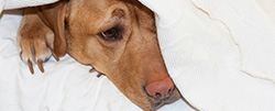 BARF-Plan für Hunde mit Erkrankungen oder Übergewicht